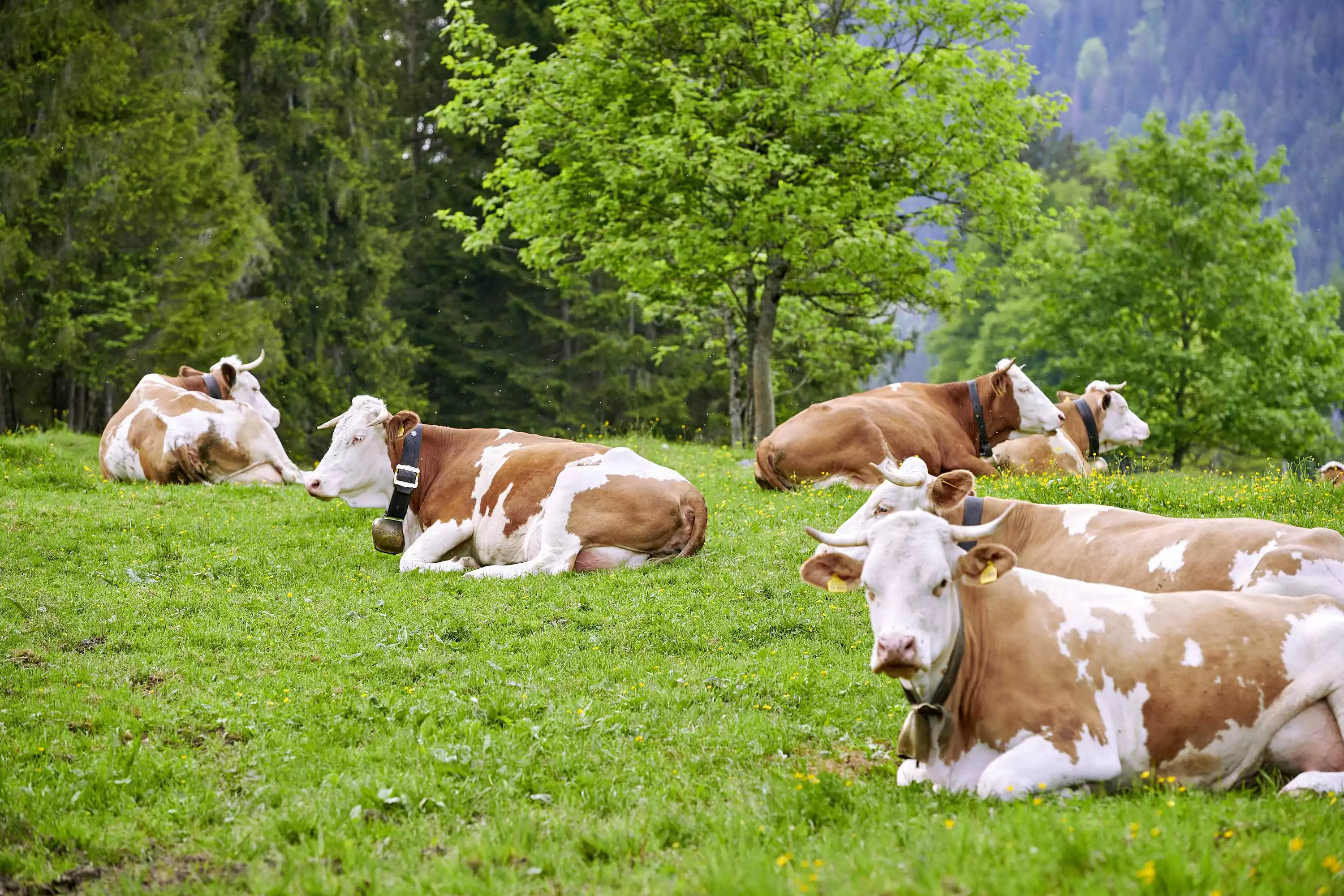 Bio-Almmilch dank saftiger Almwiesen mit artenreicher Pflanzenvielfalt