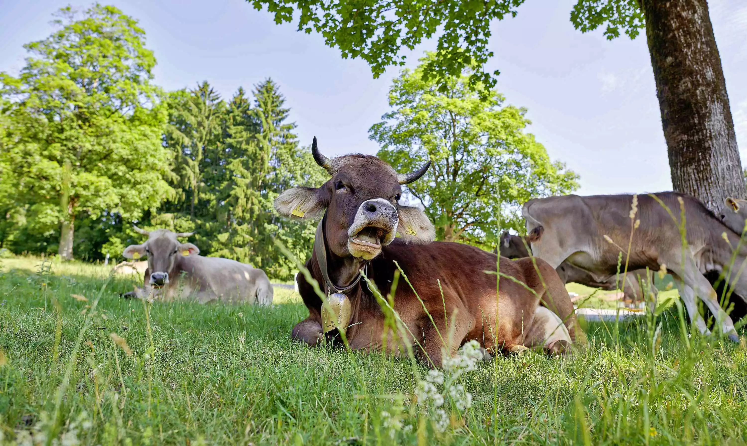 Bewirtschaftung Milchvieh Weidehaltung Kühe Käseherstellung im Almkaser
