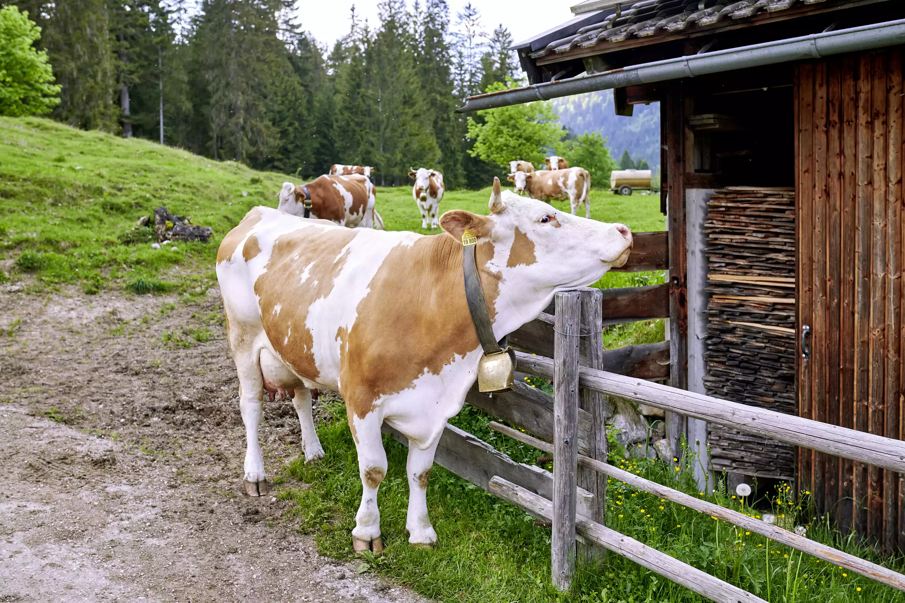Bio-Almmilch frisch gemolken von glücklichen Kühen auf der Mordaualm 