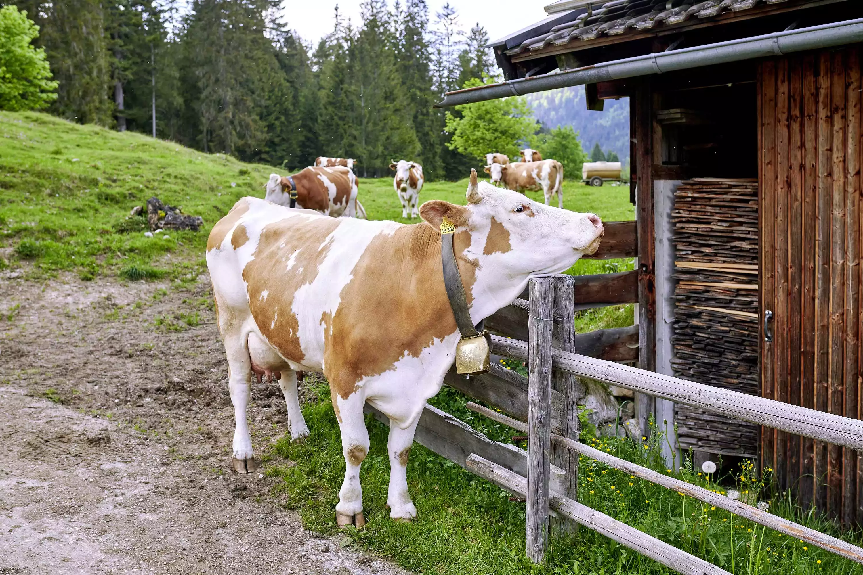Bio-Almmilch frisch gemolken von glücklichen Kühen auf der Mordaualm 