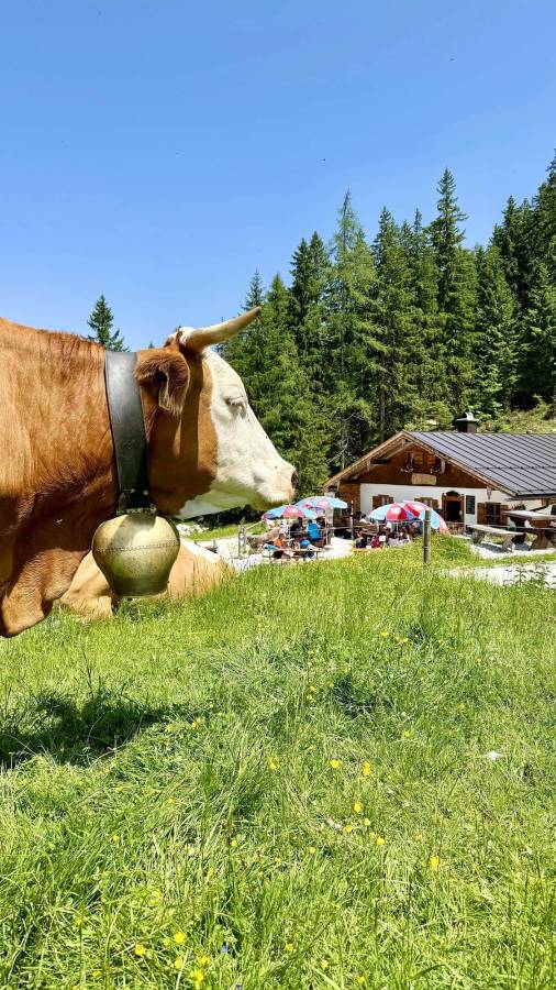 Natürliche Ruhe genießen bei der Einkehr auf der Mordaualm mit Bergpanorama im Berchtesgadener Land