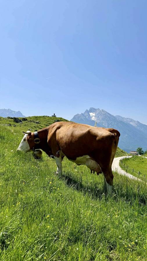 Bio-Milchherstellung im Gschoßkaser auf der Mordaualm von Familie Maltan