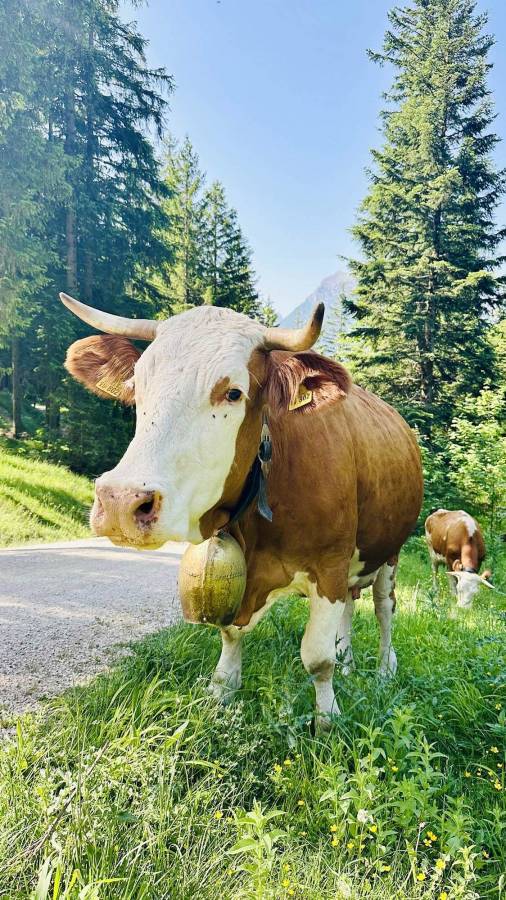 Bio-Milch von glücklichen Kühen auf der Alm