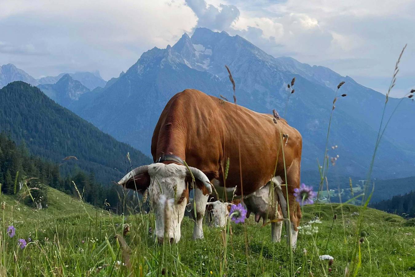Frische Alpenkräuter für besten Geschmack der Bio-Milch und Bio-Käse aus eigener Herstellung