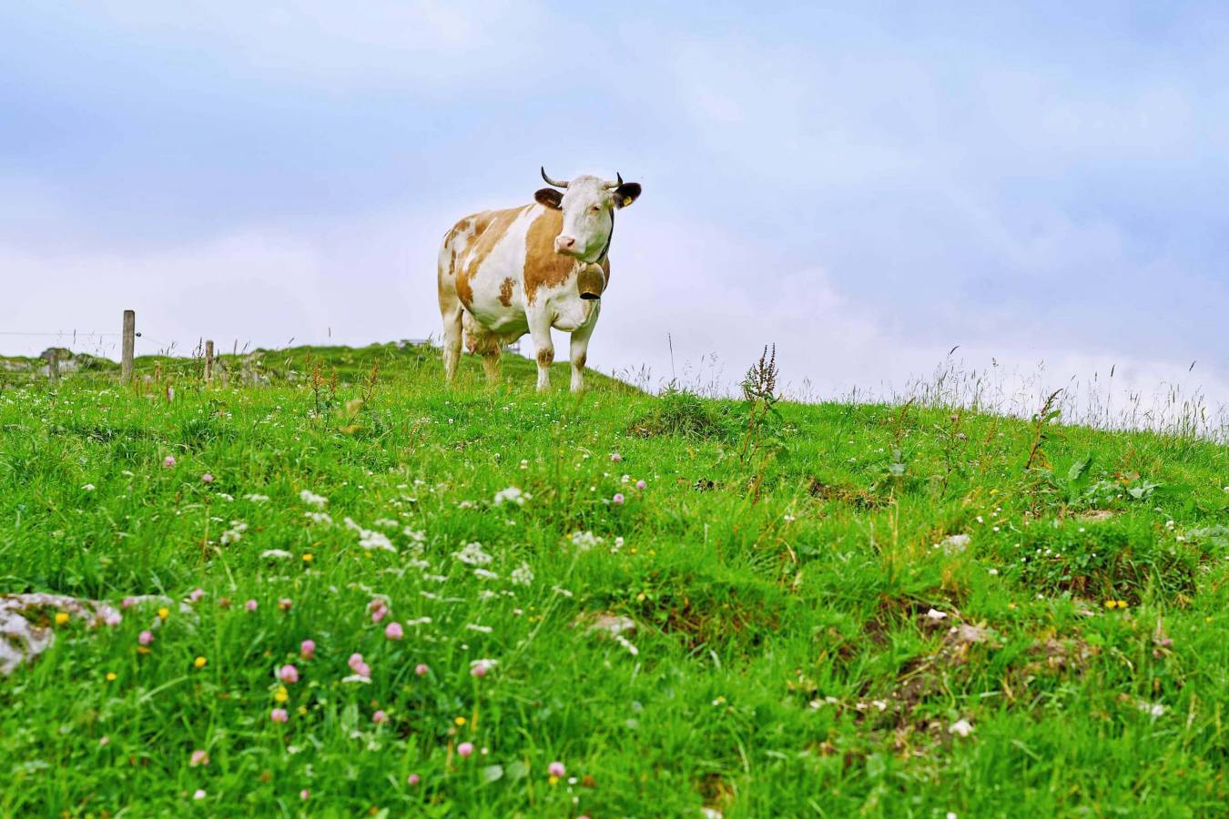 Bio-Naturland Betrieb Maltan Gschoßlehen Mordaualm